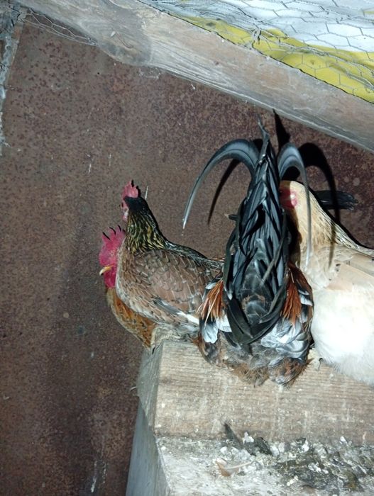 Vând găini și cocosi americani..