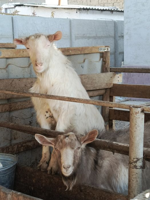 Продам  или обмен