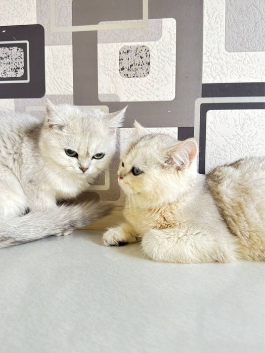 Mushuk/шиншилла/Chinchilla/кот/котёнок/британская шиншила/