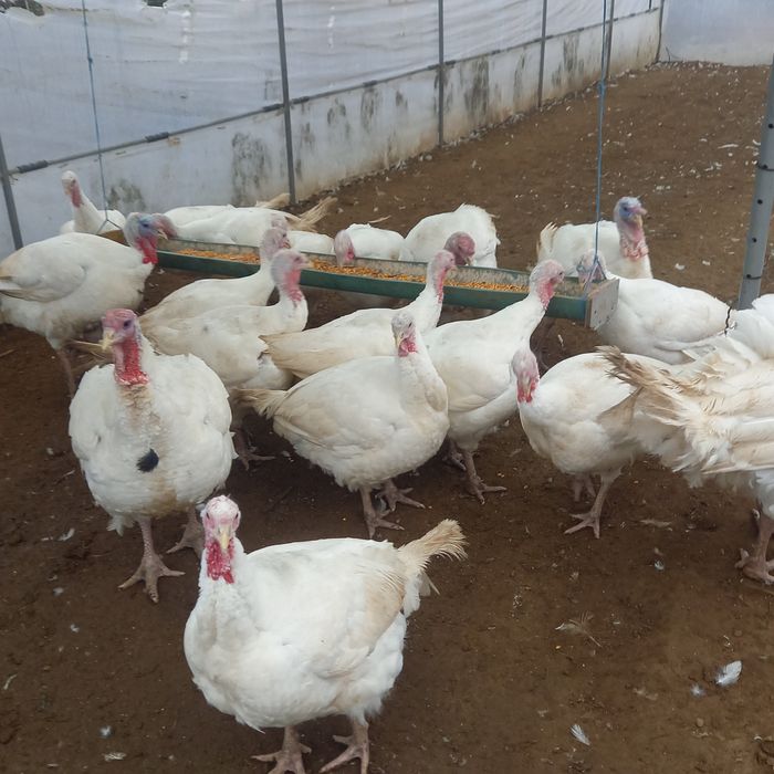 Curcani și curci de vânzare