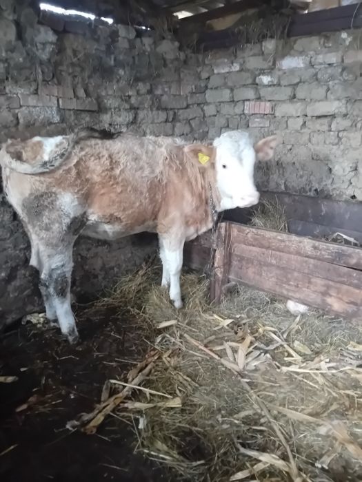 Vând 2 vitele și o vacă