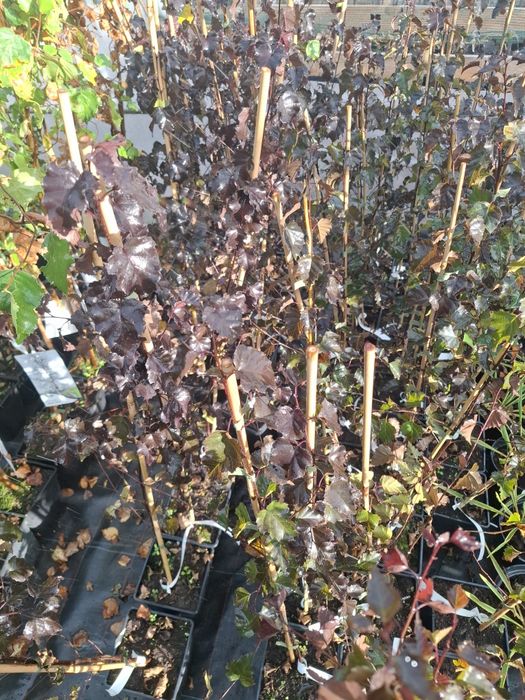 Червенолистна бреза royal frost в саксия