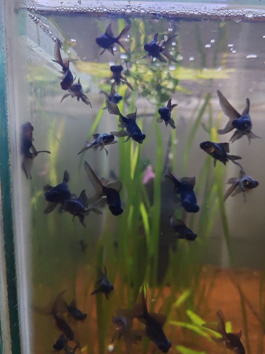 Carasi iaz :aurii, oranda, negru telescopic, calico