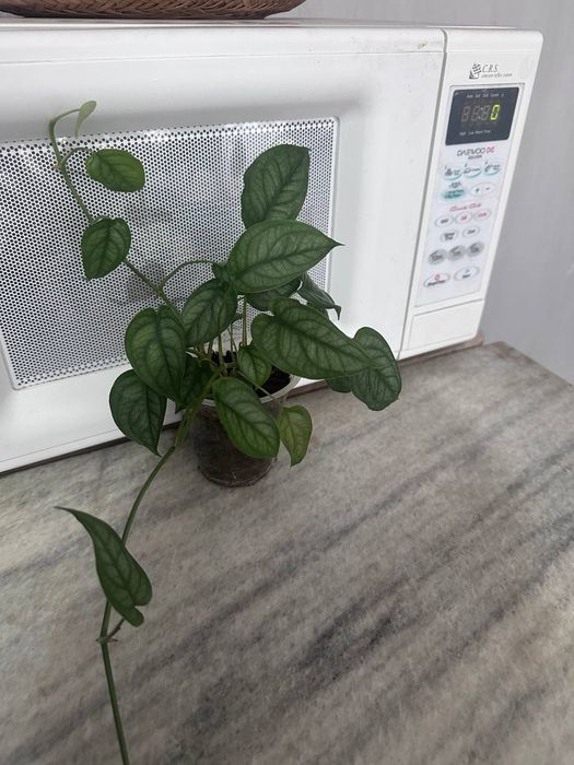 Продаётся монстера Сильтепекана срез