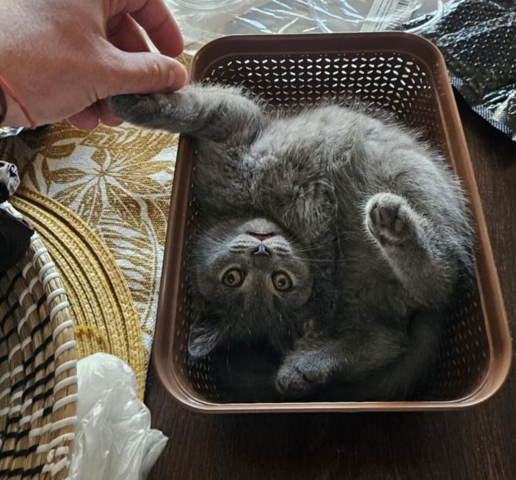 Късокосместо британче