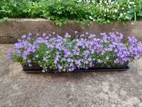 Кампанула синя   Campanula
Campanula GarganicaКамбанка