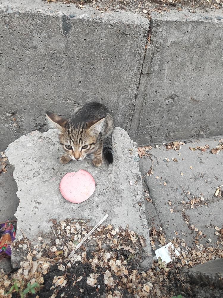 Котенок -девочка в добрые руки
