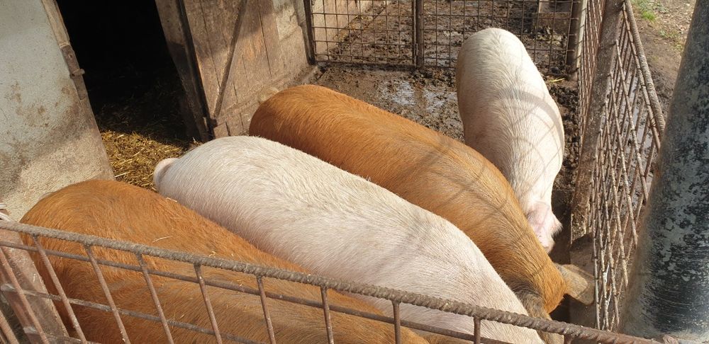 120-160 de kilograme