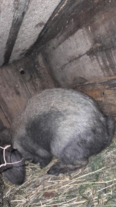 Iepuri de rase diferite