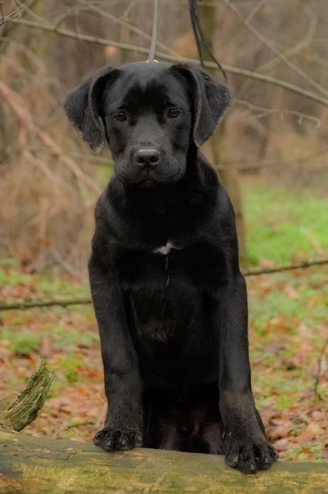 Cane Corso 5 luni Mascul