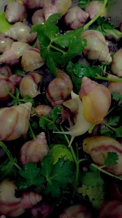 Улитки Ахатины Ретекулята Черноголовка Черноголовк