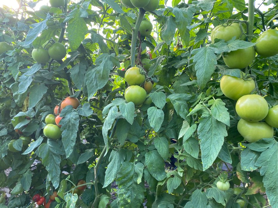 Gogonele pentru murat