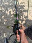 Lansete Delphin Corsa Black Carp SiC 3.90m/3.50lb, 3 tronsoane