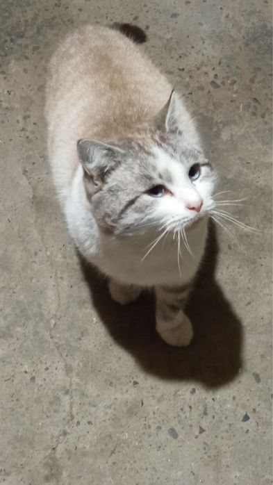 Мысык алып кетіңдерші