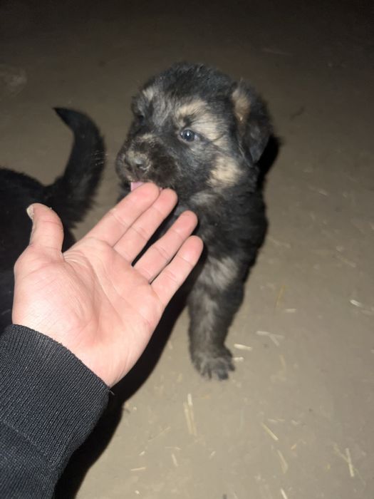 Kafolat pulini qaytarib beraman