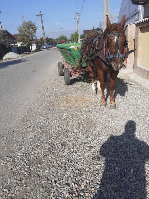 De vanzare  Iapa 4 ani și 6 luni  și mânz 1 an și 5 luni