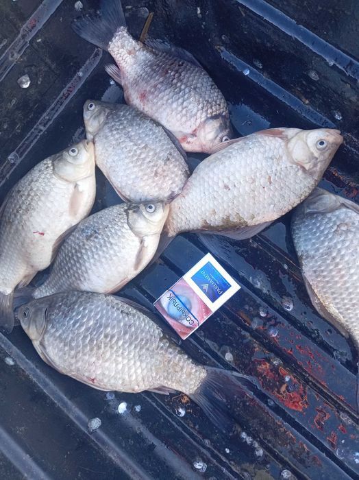 Рыба карась свежий