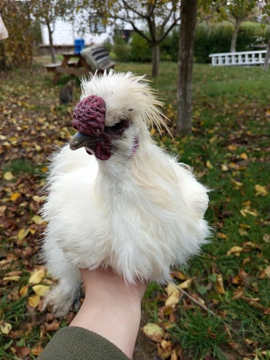 Cocosi orpington  și cocos matase japoneza