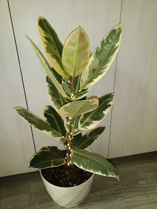 Ficus în degrade cu leduri luminoase