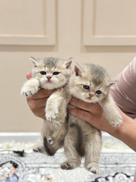 Продаю катят шины шыла