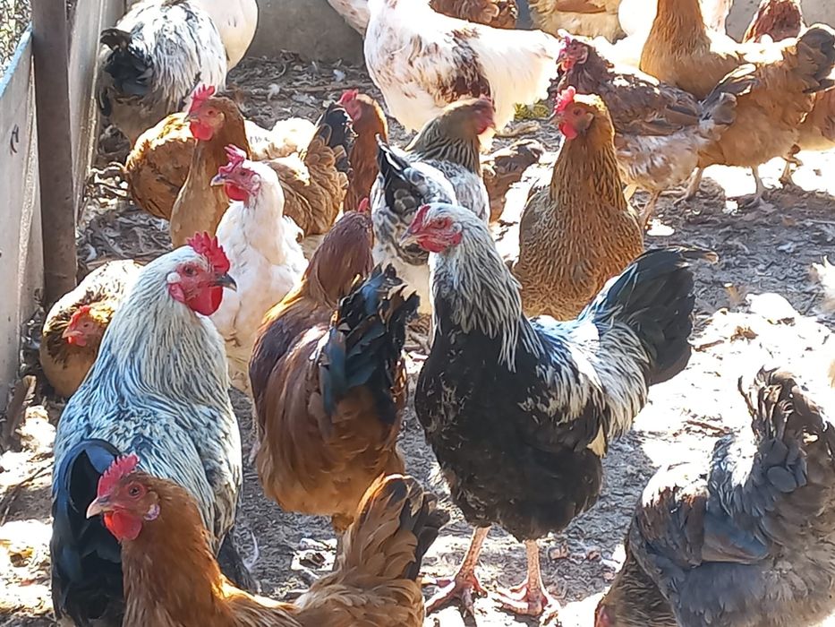 Продам курей разной породы и петухов