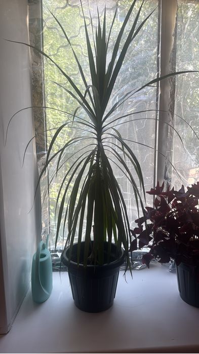 Драцена, высота 110 см