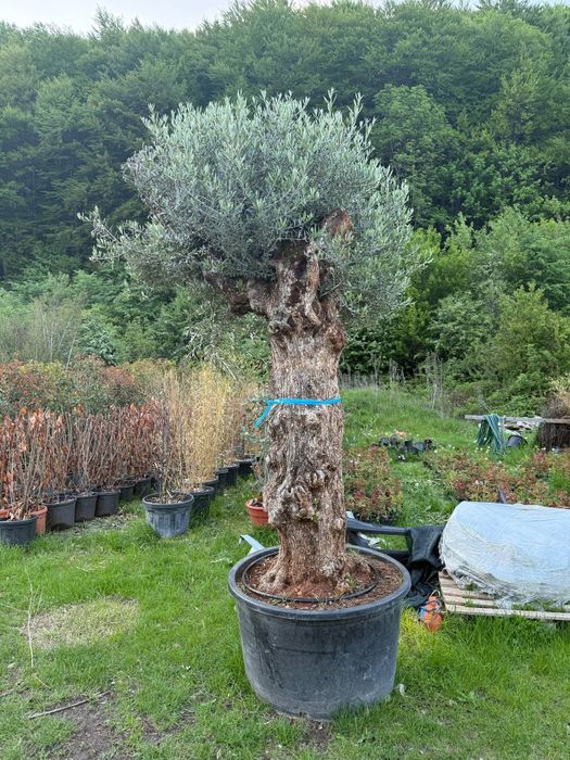 Măslin olea 400ani