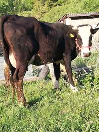 Vaca Hoștan de vanzare prima fătare