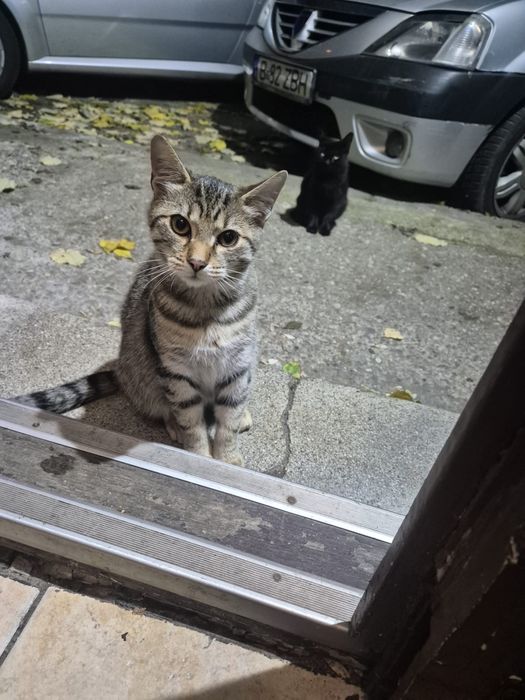 Doi motanei de 5 luni spre adoptie