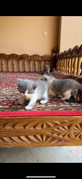 Котята  Британские