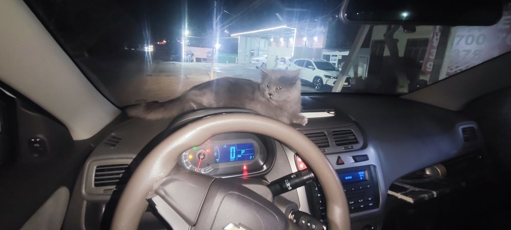 Zotli erkak mushuk sotiladi