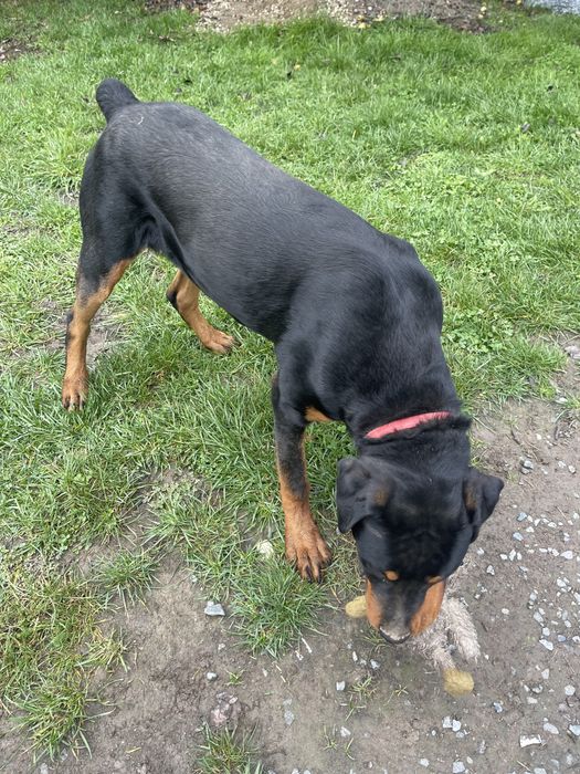 Caine rasa talie mare