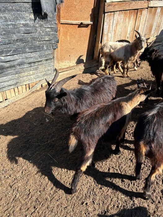 5 Capre și 5 Țapi de vânzare