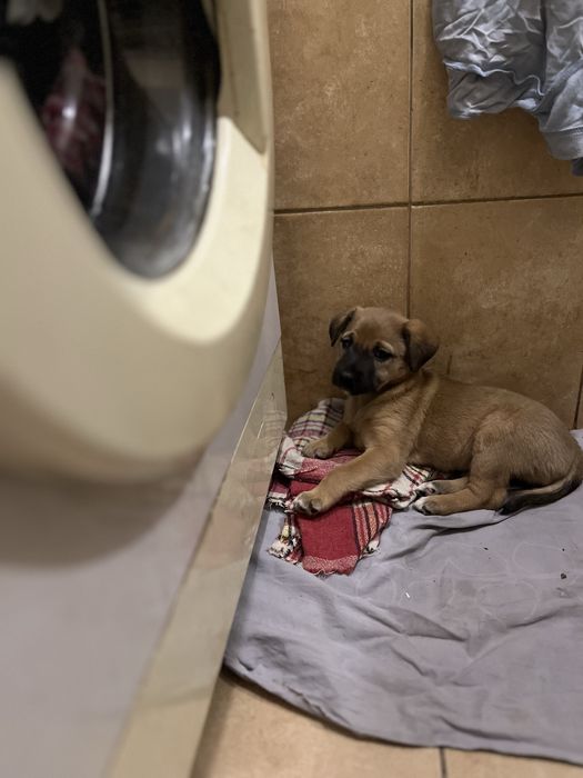 Щенята-задорные собачата