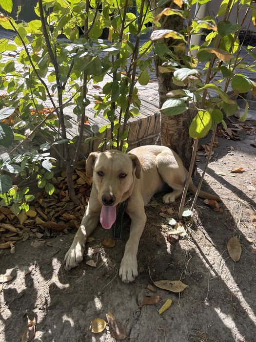 Лабрадор ретривер 4 месяца девочка