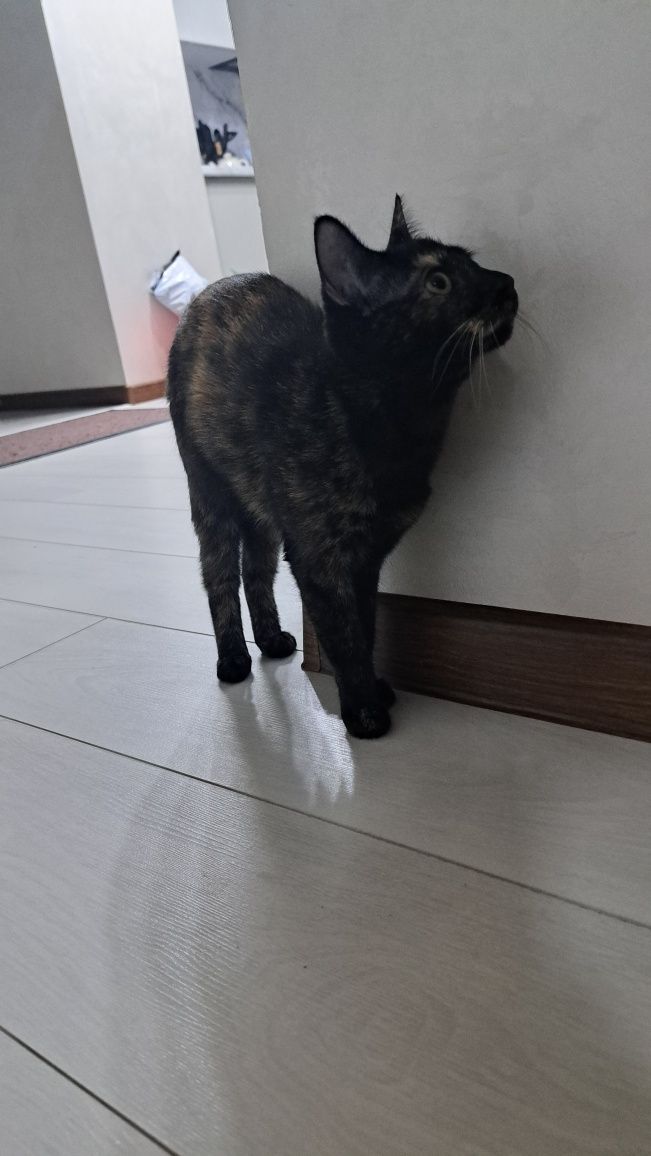 кошки отдам бесплатно