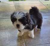 Cățeluș rasa Shih-tzu