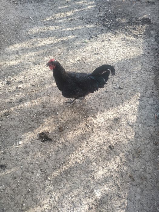 Vand cocosi diferite rase (Brahma, Araucana, Australorp, Marans)
