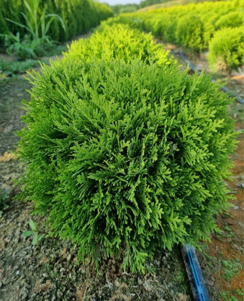 Tuia smarald , columna , ilex , spirala , pom pon .