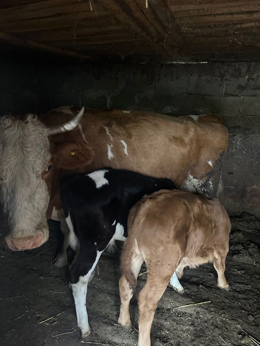 Vând vacă bălțată cu doi viței