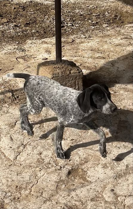 Продаю щенка курцхара