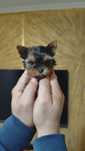 Yorkshire terrier