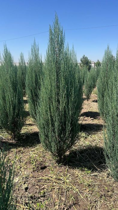 Маживельник блюаро