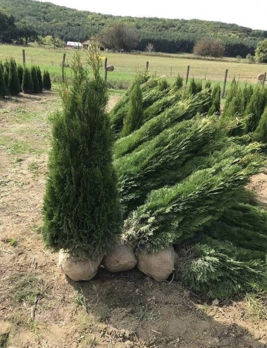 Plante ornamentale aclimatizate