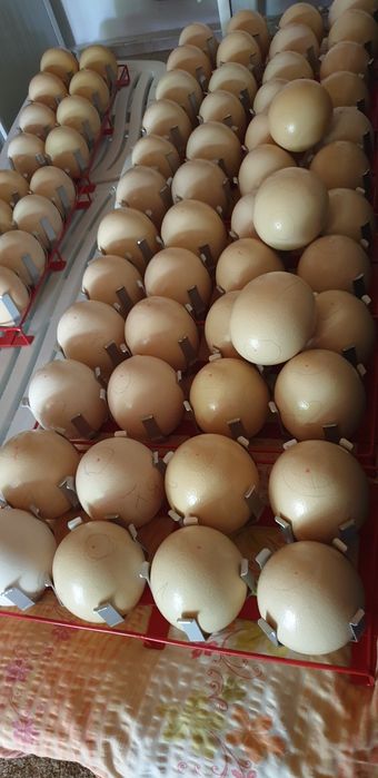 Oua strut pentru consum și oua golite pentru pictat .