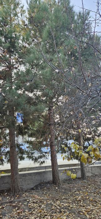 Арча дарахтлари сотилади