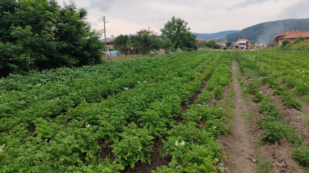 Картофи сорт Сорая