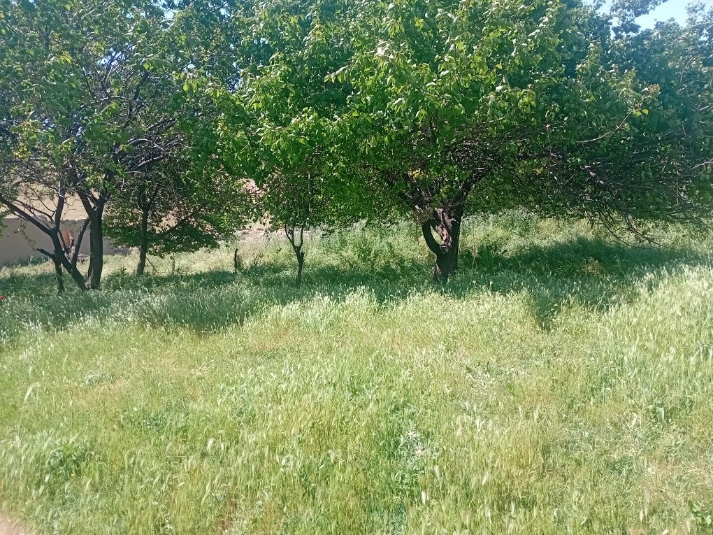 Arzon uchaska 12 sotix sotixi 1 mlndan