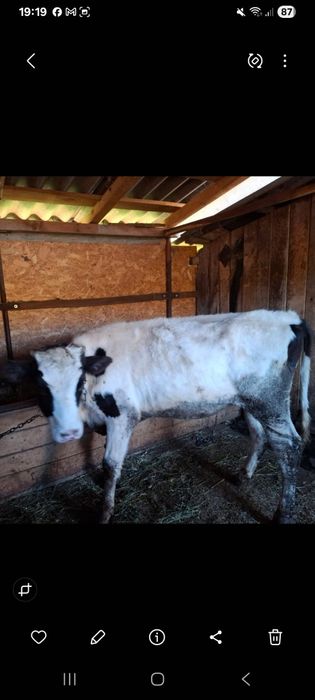 Vand juninca varsta 8 luni pt tinut