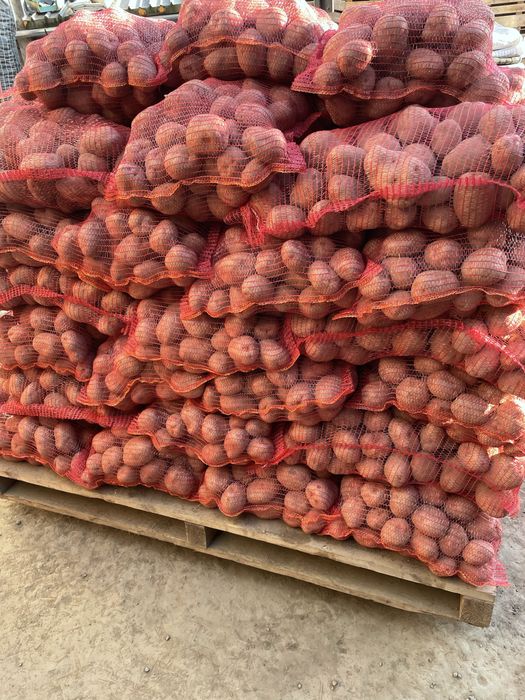 Cartofi pentru TARABA